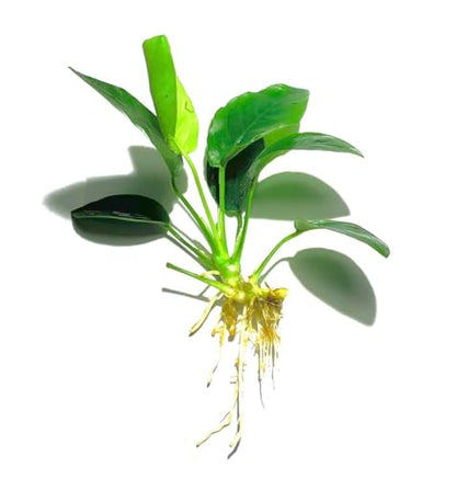 Java Fern and Anubias Aquarium Plant Bundle - Live Freshwater Plants for Aquascaping, Low Maintenance, Easy Beginner Friendly Decor for Fish Tank