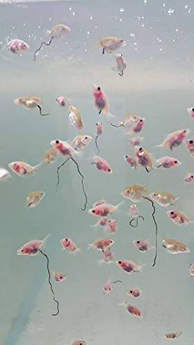 A.D.P. UTH Fish Food Fresh Artemia Cysts Brine Shrimp 45 g. Tropical Fish Food Grow Faster & Color Enhancer Slow Sinking Like Pellets High Protein 56% for All Baby Fry Newborn Fish Feed & Small Fish