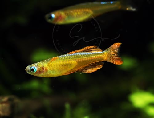 Swimming Creatures™ Freshwater Rainbowfish Live Aquarium Fish (Approx. 3/4"–1") (6 Red Neon Blue Eye Rainbowfish) - color: 6 Red Neon Blue Eye Rainbowfish