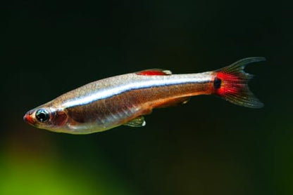 Swimming Creatures™ 5 White Cloud Minnow (Tanichthys albonubes) Live Tropical Freshwater Aquarium Fish (Size Approx: 1")