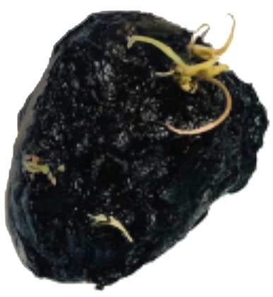 Tiger Lotus Lily Nymphaea Lotus - Live Aquarium Plants - Freshwater Aquatic Plant Buy 2 Get 1