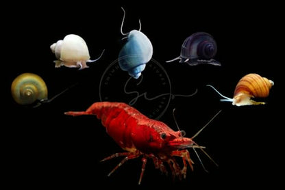 Swimming Creatures™ Premium Grade Neocaridina Shrimps with Assorted Mystery Snails, Freshwater Aquarium, 100% Live Arrival Guarantee (10 Premium FIRE RED + 3 Mystery Snail)