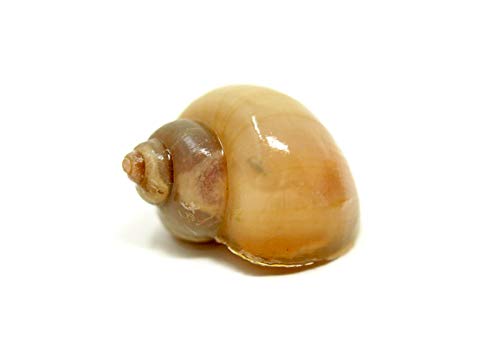 Aquatic Arts 5 Live Ivory Mystery Snails for Freshwater Aquarium | Real Living Glass Fish Tank Clearer | Nano Pets | Natural Decorations - style: 5-SNAILS