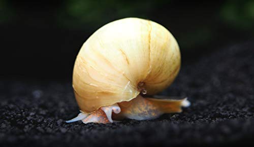 Aquatic Arts 5 Live Ivory Mystery Snails for Freshwater Aquarium | Real Living Glass Fish Tank Clearer | Nano Pets | Natural Decorations - style: 5-SNAILS