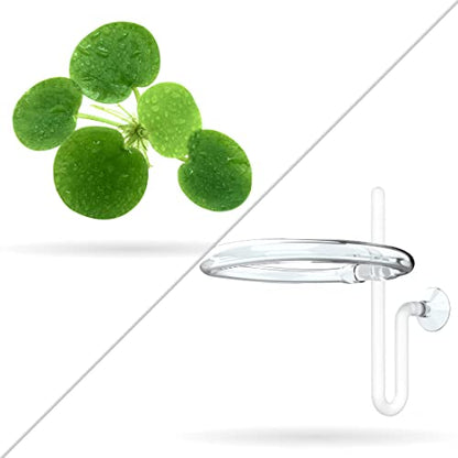 20+ Leaves Amazon Frogbit (+Free Bonus Plant +Invisible Feeding Ring) Live Floating Plant for Aquarium (Limnobium Laevigatum) by Aquarigram - size: Plants + Invisible Feeding Ring (see video)