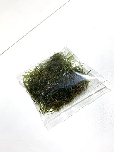 Java Moss Taxiphyllum Barbieri Live Aquarium Moss Aquatic Plants Vesicularia Dubyana Buy 2 G 1