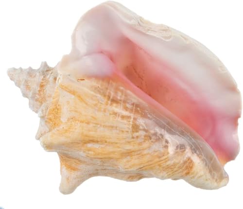 Conch Shell Decor - Seashell Decor - 6-8" Large Sea Shell - Shells for Decoration - Large Seashells for Crafts - Magic Conch Shell Room Decor