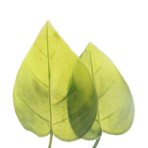 Betta Fish Leaf Pad Improves Betta's Health by Simulating The Natural Habitat for Tank Aquarium Breeding Resting Bed