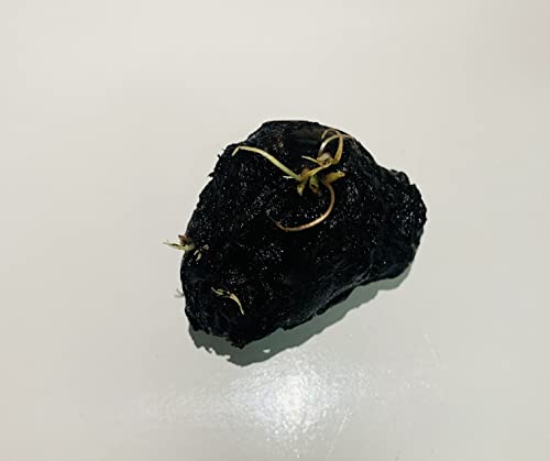 Tiger Lotus Lily Nymphaea Lotus - Live Aquarium Plants - Freshwater Aquatic Plant Buy 2 Get 1