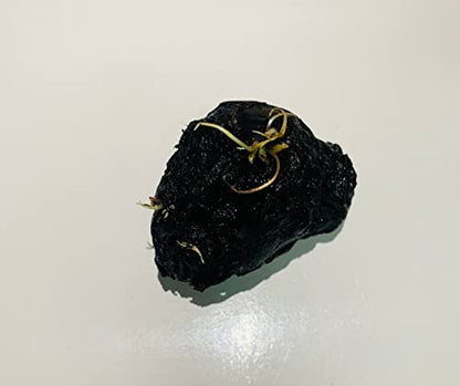 Tiger Lotus Lily Nymphaea Lotus - Live Aquarium Plants - Freshwater Aquatic Plant Buy 2 Get 1