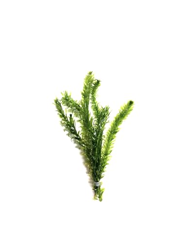 3X Anacharis Elodea Densa Live Aqurium Plants