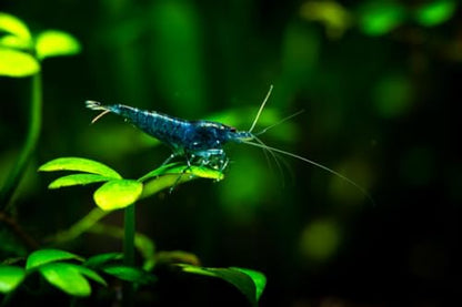 20 Blue Dream Supreme Gene Shrimps Live Freshwater Shrimp Aquarium Neocaridina, Live Arrival Guarantee - color: Blue, size: 20