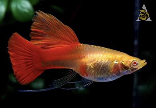 D&A Tropical Live Fish - ABINO Full RED Ribbons Guppy Live Fish, Female and Male Guppies for Aquariums, Freshwater (1 Trio (1Male,2Female))