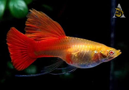 D&A Tropical Live Fish - ABINO Full RED Ribbons Guppy Live Fish, Female and Male Guppies for Aquariums, Freshwater (1 Trio (1Male,2Female))