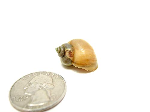 Aquatic Arts 5 Live Ivory Mystery Snails for Freshwater Aquarium | Real Living Glass Fish Tank Clearer | Nano Pets | Natural Decorations - style: 5-SNAILS