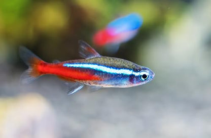 6 Neon Tetra (Paracheirodon innesi) Freshwater Aquarium Fish Live (Approx. Size 1.5 cm) (1-2cm, 6, Count)