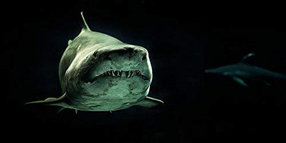 Shark Aquarium Background Poster PVC Fish Tank Decorations Landscape 24 36 48 72 (48" x 16"/ 122 x 41cm)