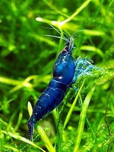 Swimming Creatures™ Premium Neocaridina Shrimp – A Perfect Combo to Brighten Your Aquarium! (10 Premium Mix + Java Moss (1sq inch Portion))
