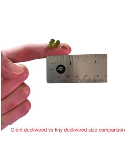 Giant Duckweed, Live Aquarium Floating Plant, Spirodela polyrhiza, 60+ Plants