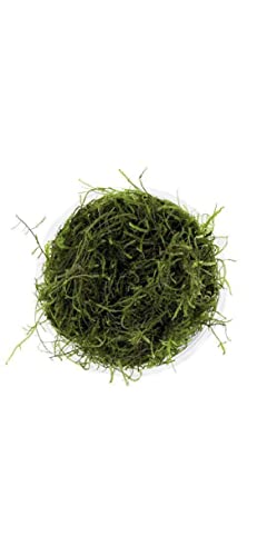 3X Java Moss Taxiphyllum Barbieri - Live Aquarium Plants Moss Aquatic Plants Vesicularia Dubyana