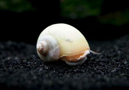 Aquatic Arts 5 Live Ivory Mystery Snails for Freshwater Aquarium | Real Living Glass Fish Tank Clearer | Nano Pets | Natural Decorations - style: 5-SNAILS
