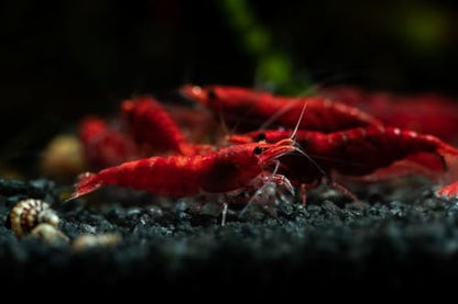 Fire Red Premium High-Grade Neocaridina Freshwater Aquarium Shrimp, Live Arrival Guarantee, 15+ Live Shrimp - color: Red, size: 15