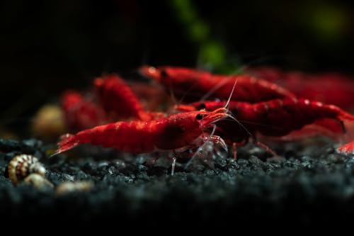 Fire Red Premium High-Grade Neocaridina Freshwater Aquarium Shrimp, Live Arrival Guarantee, 15+ Live Shrimp - color: Red, size: 15
