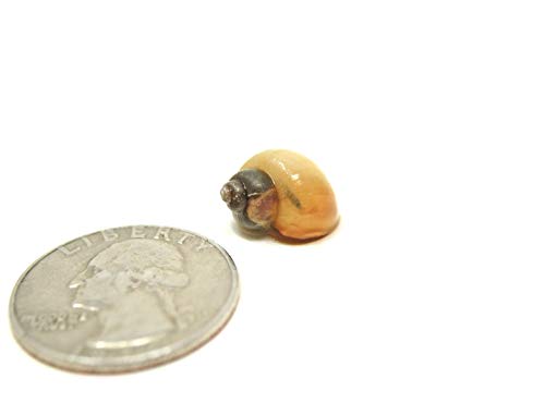 Aquatic Arts 5 Live Ivory Mystery Snails for Freshwater Aquarium | Real Living Glass Fish Tank Clearer | Nano Pets | Natural Decorations - style: 5-SNAILS