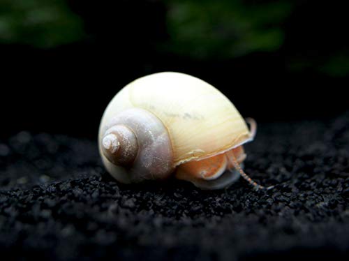 Aquatic Arts 5 Live Ivory Mystery Snails for Freshwater Aquarium | Real Living Glass Fish Tank Clearer | Nano Pets | Natural Decorations - style: 5-SNAILS