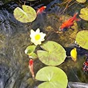 PondH2o 4" Square Water Garden Pond Aquatic Plastic Slotted Mesh Pond Plant or Flower Basket 6 Pack, Plastic Planting Pots Water Garden Pot for Pond Aquarium Aquaponics, Hydroponics