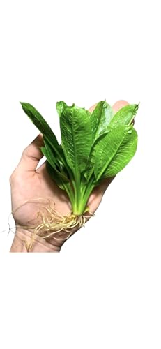 Rosette Sword Echinodorus Parviflorus Live Aquarium Plants Rooted Bundle for Fish Tank Buy 2 Get 1