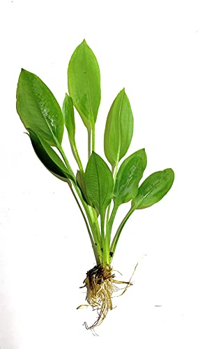 Live Aquarium Plant Variety Pack Amazon Sword Java Moss Anacharis Ludwigia Java Fern and More
