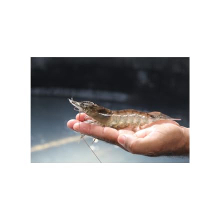 Baitfish Enhancement and Keeping Formula Additive for Minnow Buckets, Livewells and Bait Tanks. Keeps Holding Fish Alive Longer, Healthier, and Improves Performance Levels.