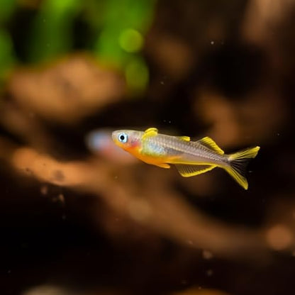 Swimming Creatures™ Freshwater Rainbowfish Live Aquarium Fish (Approx. 3/4"–1") (6 Forktail Rainbowfish) - color: 6 Forktail Rainbowfish