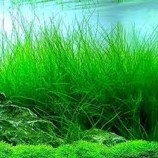 Freshwater Aquarium Decor, Easy Growing Dwarf Carpet for Fish Tank/Terrarium, Natural Aquatic Plant Growth Material – 1 Pack (Long Hair)