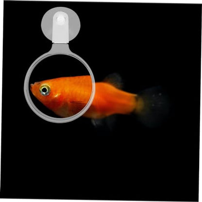 Betta Fish Glass Cup Explore Landscapes Aquariums for Observing Ants Spiders and Small Plants for Nature Enthusiasts