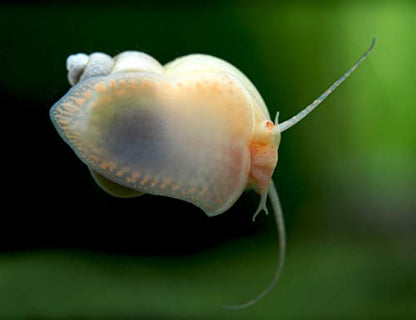 Aquatic Arts 5 Live Ivory Mystery Snails for Freshwater Aquarium | Real Living Glass Fish Tank Clearer | Nano Pets | Natural Decorations - style: 5-SNAILS