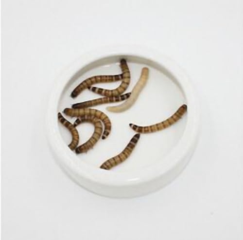 OMEM Worm Dish Mini Reptile Food Bowl Ceramics Made Mealworms Bowls Anti-Escape for Lizard Gecko Leopard Bearded Dragon (S)