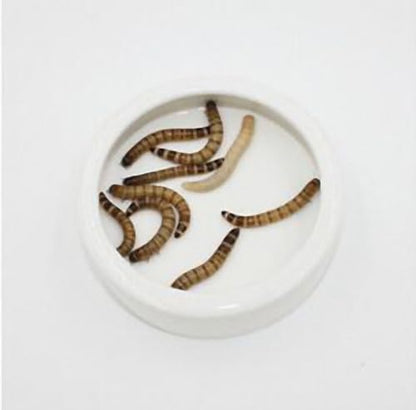 OMEM Worm Dish Mini Reptile Food Bowl Ceramics Made Mealworms Bowls Anti-Escape for Lizard Gecko Leopard Bearded Dragon (S)