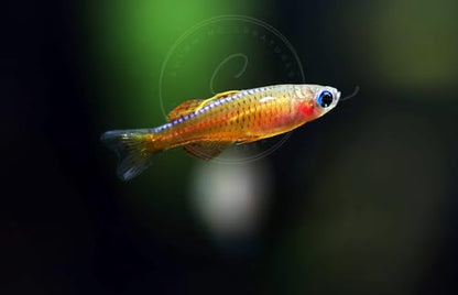 Swimming Creatures™ Freshwater Rainbowfish Live Aquarium Fish (Approx. 3/4"–1") (6 Red Neon Blue Eye Rainbowfish) - color: 6 Red Neon Blue Eye Rainbowfish