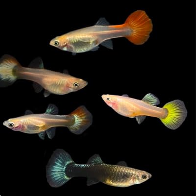 Neat&Tidy Assorted Guppy Females (Pack of 8 Fish) - Aquarium Exotic Freshwater Live Fish