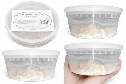 Live Microworm Starter Kit – Aquarium Fry Food Culture – Microworm Feed System with Tools & Media for Guppy, Betta, Nano Fish, Killifish (2 oz Microworm Kit)