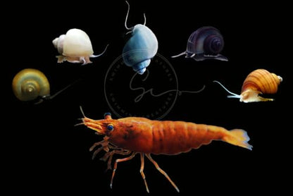 Swimming Creatures™ 10 Sunkist Orange Premium High-Grade Neocaridina Shrimp with 3 Mystery Snail (10 Premium Sunkist Orange + 3 Mystery Snail)