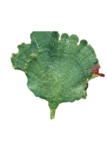 Mermaid's Fan Macroalgae (Udotea sp.) - 1/3/5 Packs by Shore Aquatic (5 Pack) - style: 5 Pack