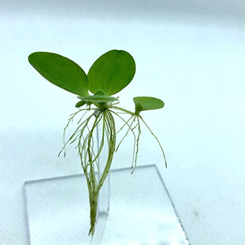 Floating Plant Combo Pack! (Amazon Frogbit, Red Root Floater, Dwarf Water Lettuce, Water Spangles) (Plants Only) - size: Plants without Invisible Feeding Ring