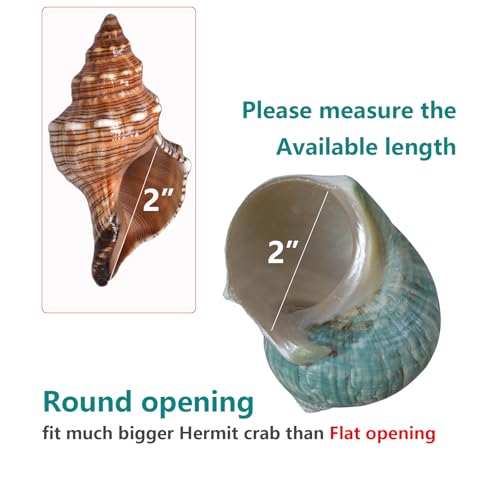 2pcs Big Hermit Crab Shells, XL Size Large Conch Opening 1.8-2", Natural Sea Turbo Seashells for Hermit Crab Supplies and Beach Decoration Large Sea Shell (2pcs Green, XL)