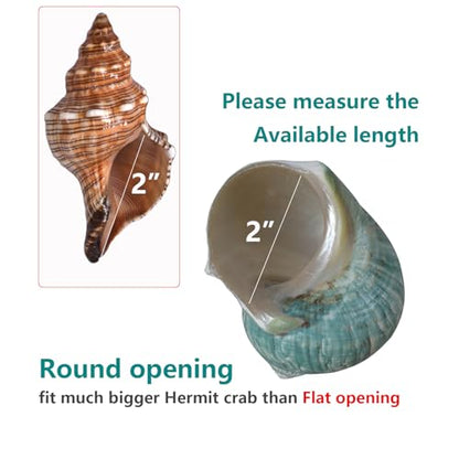 Extra Large Hermit Crab Shells, Turbo Seashell, Teal Green Polished Natural Sea Conch, Opening, Shrimp/Fish Shelter for Aquarium, Reptile Tank Decorations, 2 Pack