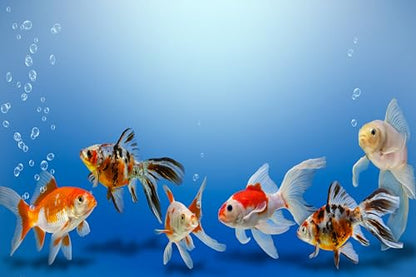 5x3ft Fish Tank Backdrop Aquarium Underwater Goldfish Bubbles Blue Background Diving Holiday Fishing Party Decoration Photo Props Wallpaper