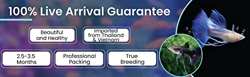 D&A Tropical Live Fish - ABINO Full RED Ribbons Guppy Live Fish, Female and Male Guppies for Aquariums, Freshwater (1 Trio (1Male,2Female))