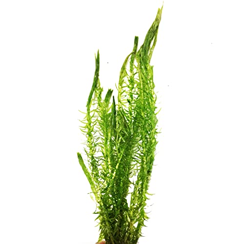 – Mayaca Fluviatilis Bundle Stems Live Aquarium Plant Decorations BUY2GET1FREE